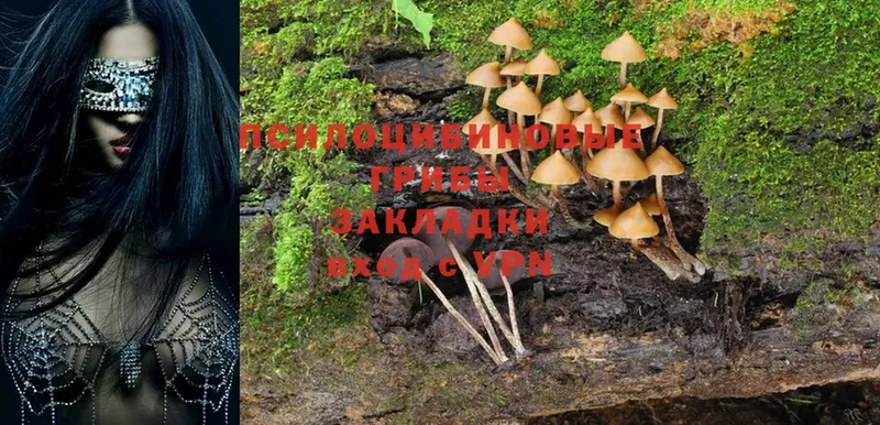 маркетплейс состав  Ладушкин  Галлюциногенные грибы MAGIC MUSHROOMS  blacksprut онион 